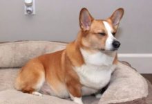 一喵，一狗... 當它遇到柯基，有你陪我一起長大，我很幸糊．-頭條楓林網