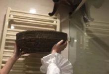 這才是真正的貓奴！-頭條楓林網