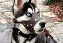 二哈撕家是常規操作，如何正確進行室內訓練？-頭條楓林網