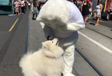 薩摩耶狗狗在街上見到一隻雪白雪白的「北極熊」，興奮的要抱抱！-頭條楓林網