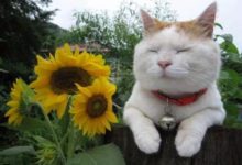 植物人大戰貓咪，只是貓咪慫了-頭條楓林網