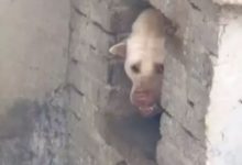 朋友家的猛犬好嚇人，細看後樂了，這不是哮天犬和八戒的後代嗎？-頭條楓林網