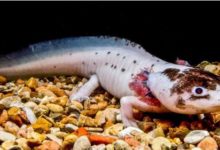 從竊取基因到再生肢體 生命如何生存發展-頭條楓林網