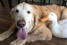 金毛自從有了女朋友，睡覺都是這姿勢，氣壞「單身狗」！-頭條楓林網