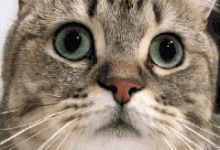 你家喵主子給你發送了一個愛的訊號，請接收一下！-頭條楓林網