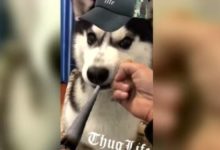 這年頭連二哈都成精了，那我還能說什麼？-頭條楓林網