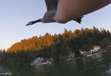 鴨子也有貴族等級分化，選對主人可以生活無憂，奢侈享受！-頭條楓林網