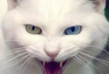 鏟屎官想給貓咪餵食，貓咪超凶拒絕-頭條楓林網