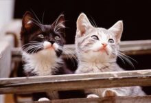 你想像不出兩隻貓咪在一起有多逗-頭條楓林網