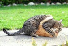 貓咪打架，高手往往一招制勝-頭條楓林網