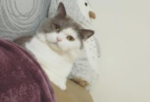 家裡的萌喵不見了？結果卻是遠在天邊近在眼前？喵主子：朕的倒車技術不錯吧？-頭條楓林網