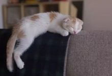 貓咪睡得好好的，結果一個夢把貓咪給坑了-頭條楓林網