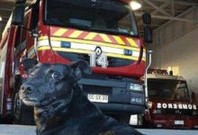 消防局14歲狗狗離世，大家一齊為其紀念-頭條楓林網