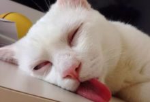 睡得舌頭都伸出來了，這是睡得有多香啊！-頭條楓林網