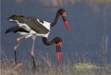 至今生存的兇猛大型鳥類-鞍嘴鸛，身高1.6米！-頭條楓林網