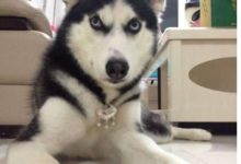 2年前二哈被爸趕出門，2年後帶回來爸卻這樣對它！-頭條楓林網