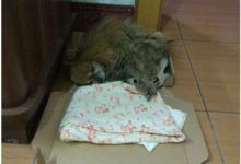 撿到一隻快被凍死的「邋遢狗」，剛把照片放網上秒遭哄搶，多少錢都不賣！-頭條楓林網