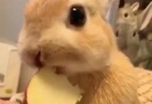 在家養兔子也是樂趣多多，看它表演快速咬東西的絕活，可愛極了！-頭條楓林網