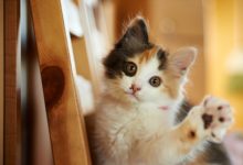 可能過不了多久，你就可以擼機器貓了-頭條楓林網