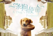 除了一條狗的使命，還有什麼以動物為題材的電影么？-頭條楓林網