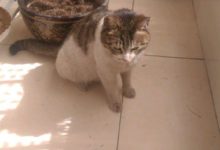 女孩撿到一隻懷孕的流浪貓，當天晚上就闖禍，主子卻一副心安理得-頭條楓林網