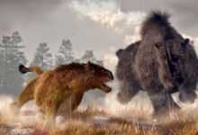 冰河時期存活至今有1萬年的遠古巨獸-披毛犀！-頭條楓林網