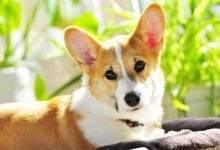 公柯基絕育好還是不好，公柯基要絕育嗎-頭條楓林網