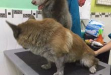 哈士奇帶著柯基去挖煤，結果回來後看到它們的表情：這是經歷了什麼！-頭條楓林網