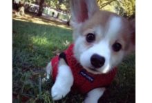 全球最適合小寶寶養的狗排行榜，哈士奇排到第三！-頭條楓林網