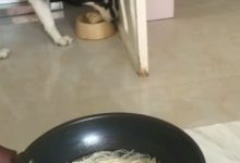 哈士奇見主人吃清湯麵，它立馬就把自己的骨頭叼給主人！-頭條楓林網