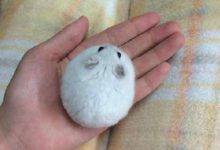 糯米糍吧味道的小倉鼠，在家裡邊每次都是用筷子夾著它來玩！-頭條楓林網