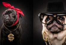 打扮成說唱歌手的哈巴狗-頭條楓林網