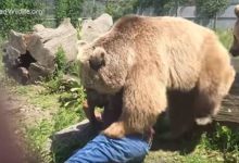 龐然大熊居然與人類其樂融融地玩在一起-頭條楓林網