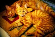 有網友撿了一隻流浪貓以後後悔了，他肯定沒聽說過橘貓的傳說-頭條楓林網