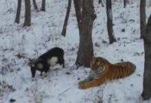 人們把山羊扔給老虎餵食 沒想到最匪夷所思的一幕發生了-頭條楓林網