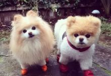 別再勸我養二狗子了！-頭條楓林網