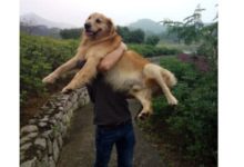 一隻12歲的老金毛和主人的自白，看著總覺得怪怪的！-頭條楓林網