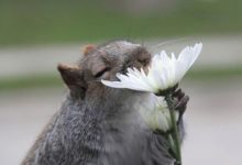 超可愛動物嗅花照，動植物之間仍有不斷聯繫-頭條楓林網