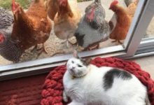 貓咪選擇分娩的地方是雞窩，剛好雞媽媽也下了幾個蛋，於是發生了這樣一幕-頭條楓林網