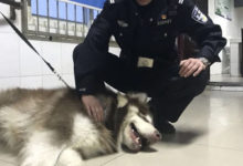 寵慕：迷路狗一餐要吃24根火腿腸6個麵包,警察:差點被吃垮-頭條楓林網