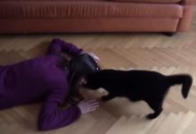 鏟屎官遇到危險時，貓咪會有怎樣的表現-頭條楓林網