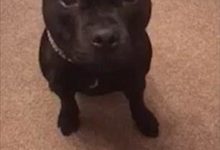 聽話的狗，把他的玩具整理到盒子里-頭條楓林網