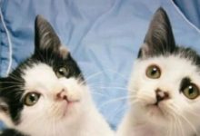 兩隻貓咪從小一起長大，說好一起變美貓，其中一隻卻越長越丑-頭條楓林網