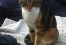 男子好心收養流浪貓，半夜聽到貓慘叫，開燈一看，網友：它在報恩-頭條楓林網