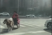 狗狗被當成雪橇，天天拉奶奶逛街，再也沒力氣拆家！-頭條楓林網