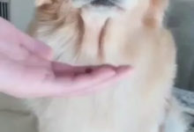 金毛吃藥全靠恐嚇，主人:把葯吃了咱兩啥事都沒有-頭條楓林網