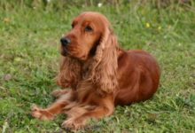 美國可卡和英國可卡有什麼區別？-頭條楓林網