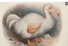 近代發現已滅絕的幾種動物，2016年骨頭被賣出440萬！-頭條楓林網