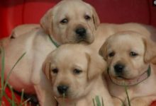 世界排名最忠誠的狗，第二名是「中國神犬」，國人的驕傲！-頭條楓林網