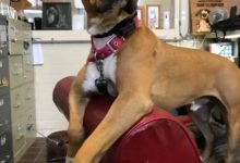 為了讓狗狗有家的感覺，這群好心人做了這樣一件事兒……-頭條楓林網